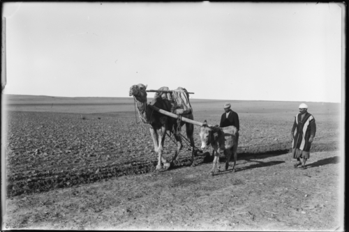 Llaurant els camps amb un camell i un ase. 1927<br><span style="font-size: small">Arando los campos con un camello y un burro. 1927<br>   Plowing the fields with a camel and a donkey. 1927</span>