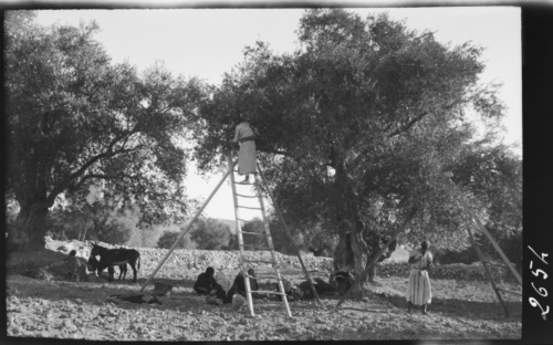 Plegant olives a prop d’Hebron. 1928<br><span style="font-size: small">Recogiendo aceitunas cerca de Hebrón. 1928<br>   Folding olives near Hebron. 1928</span>