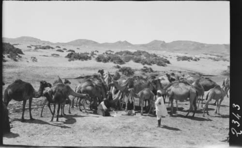 Abeurant els camells a lafont d’Ain Munailah, al desert del Nègueb 1928<br><span style="font-size: small">Abrevando los camellos a Lafont de Ain Munailah, en el desierto del Néguev<br>   Watering the camels in the Ain Munailah fountain in the Negev desert</span>